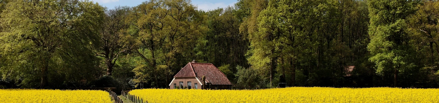 farm-with-canolafield-netherlands